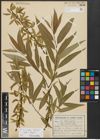Foto von Salix alba L. x Salix fragilis L.